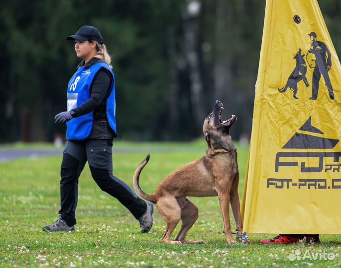 Дрессировка собак и обучение хозяев