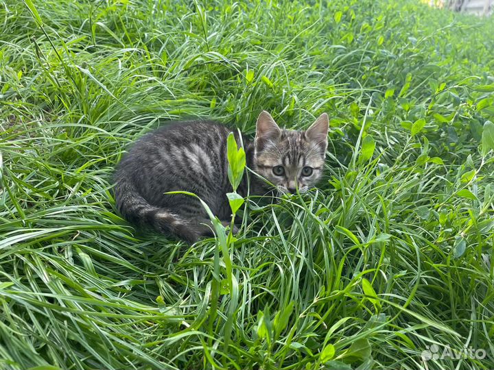 Отдам котят в добрые руки, сибирская порода