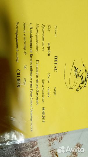 Чк жеребчик