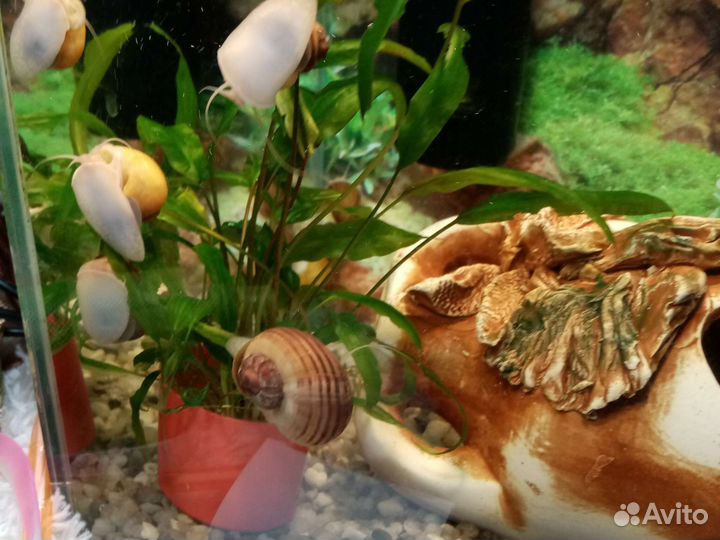 Аквариумные улитки ампулярии