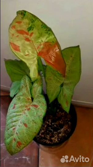 Сингониум confetti