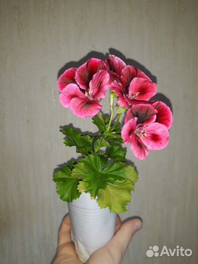 Пеларгония (герань)