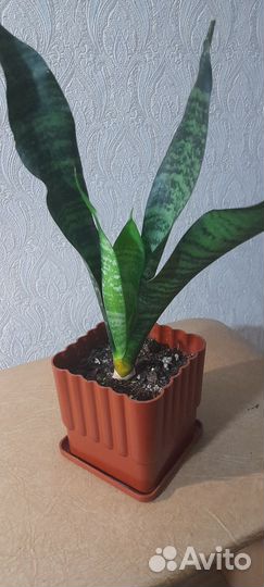 Сансевиерия