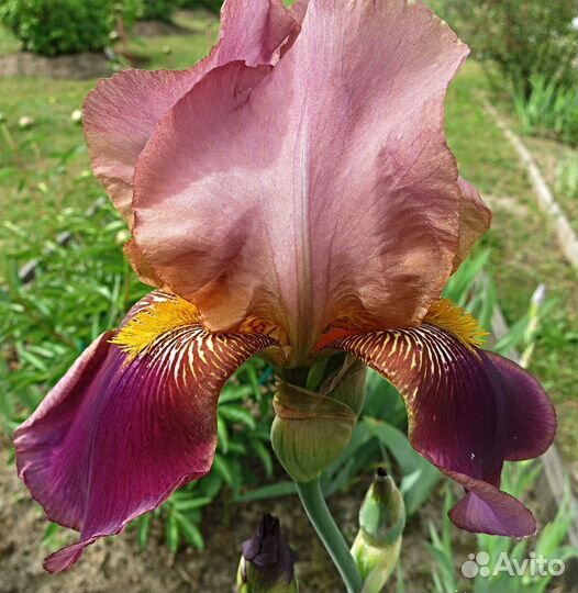 Ирисы сортовые, Розы плетистые, др.цветы садовые