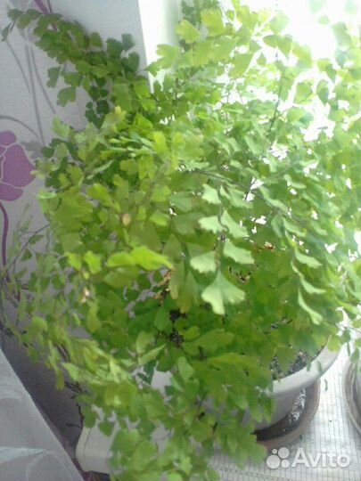 Растение Венерин волос