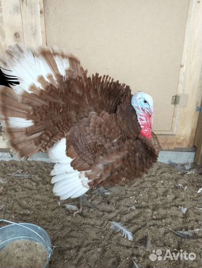 Индюк на плямя