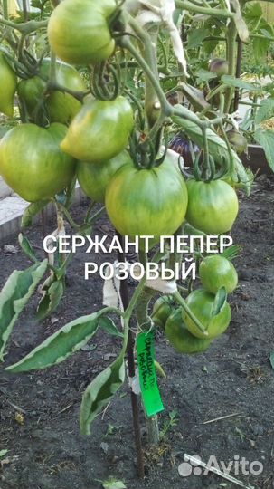 Семена помидор