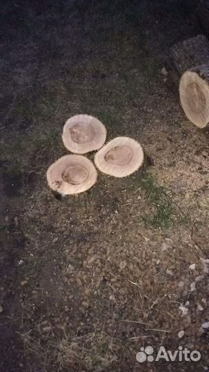 Спилы дерева