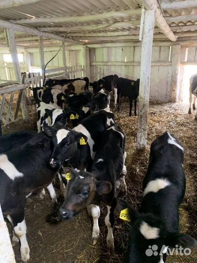 Бычки на откорм телята