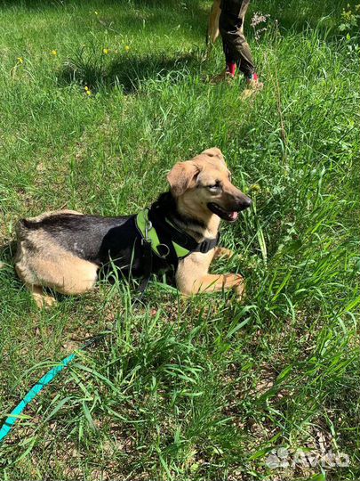 Щенки в дар