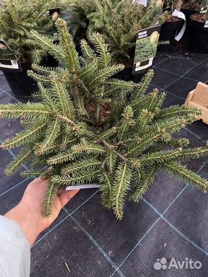 Ель Нидиформис