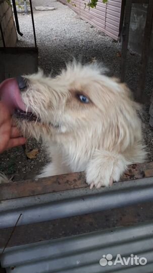 Голубоглазая собачка в добрые руки бесплатно