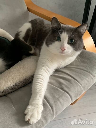 Кот