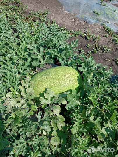 Продаю своё прдаю дыню 300 кг В 13:00 собрана 80Р