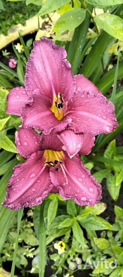 Лилейники и лилии