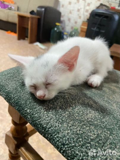 Отдам бесплатно котят