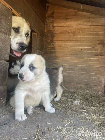 Среднеазиатская овчарка