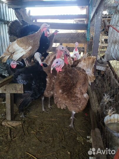 Индюшата, индюки