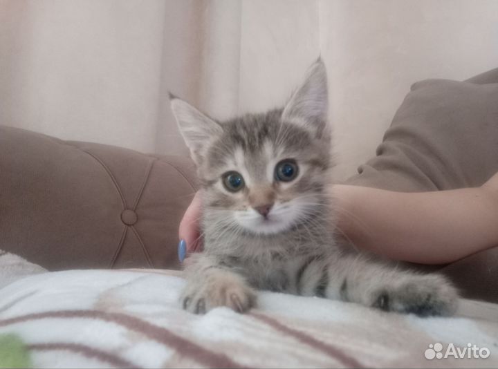 Кошки бесплатно