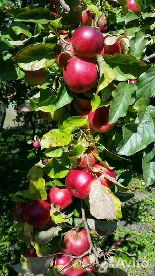 Продам яблоки
