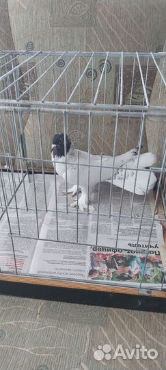 Продажа Иранских голубей