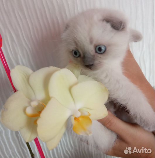 Шотландский котенок