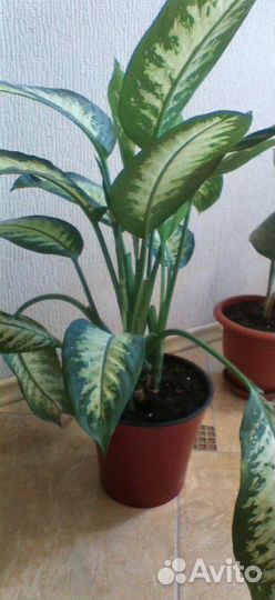 Комнатные цветы