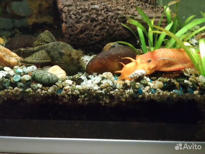 Сом анциструс