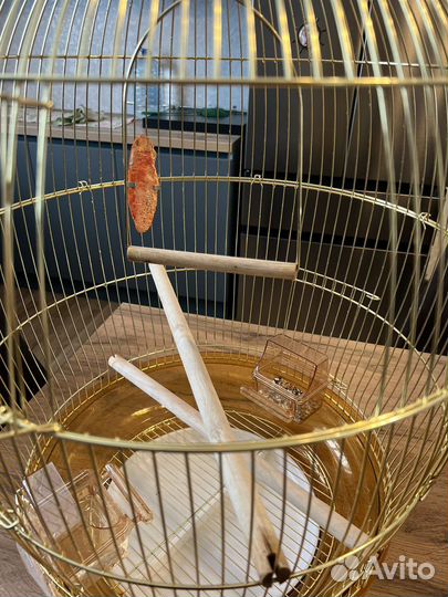 Попугай неразлучники