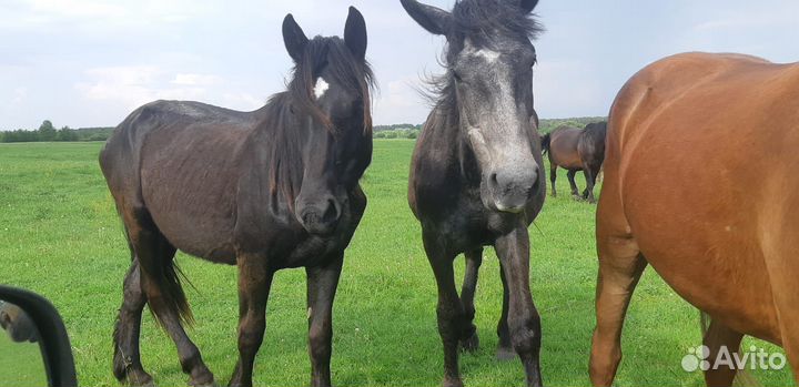 Лошади жеребята