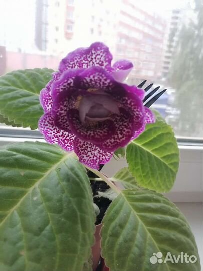 Глоксиния махровая