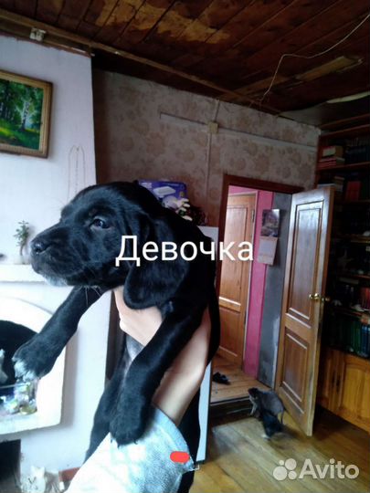 Щенки спаниеля в добрые руки