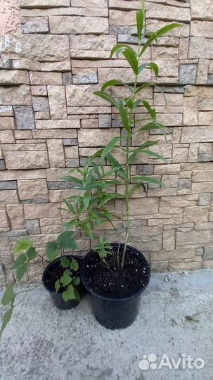 Садовые многолетники цветущие