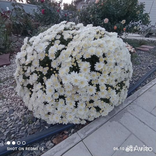 Рассада Хризантемы мультифлора, шаровидной