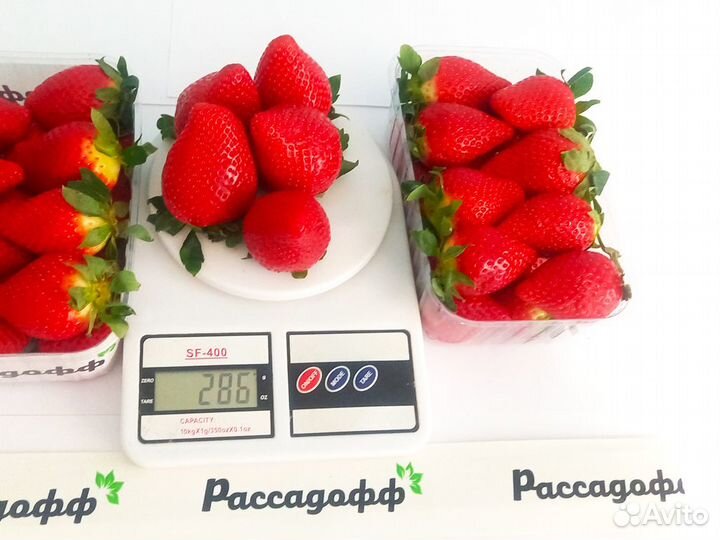 Рассада клубники. Оптом от 128 шт