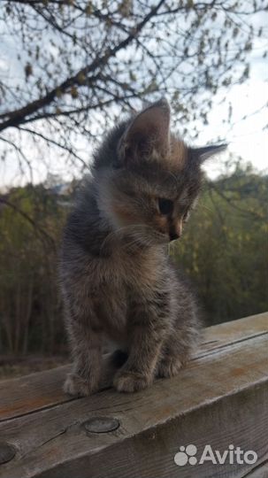 Кошки в добрые руки бесплатно