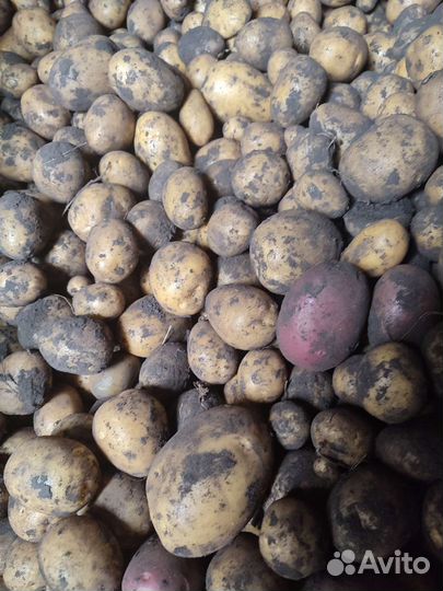 Продам картофель