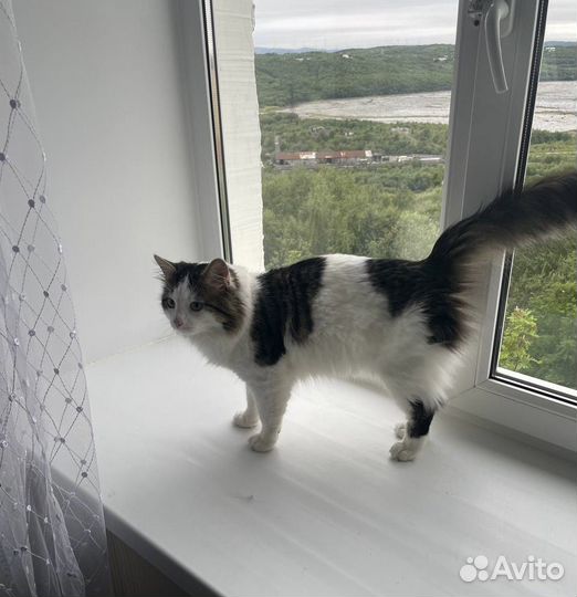 Кот ищет дом