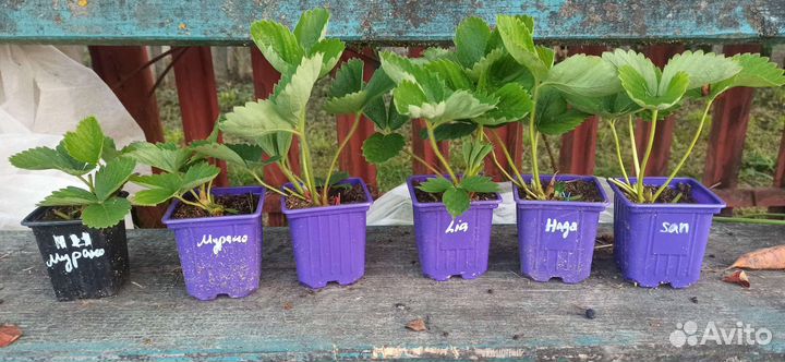 Рассада клубники