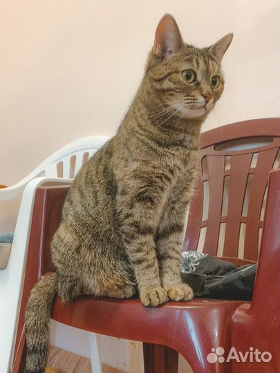 Кошка Олеся (из приюта)