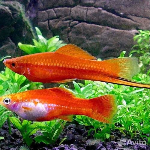 Рыбки меченосцы