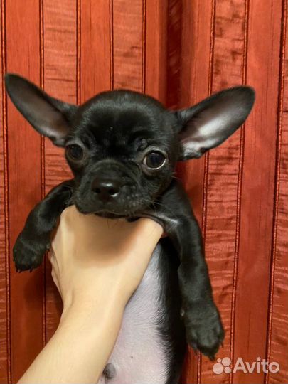 Щенки чихуахуа