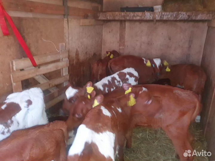 Телята телочки бычки доставка до двора