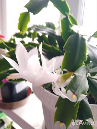 Декабрист шлюмбергера