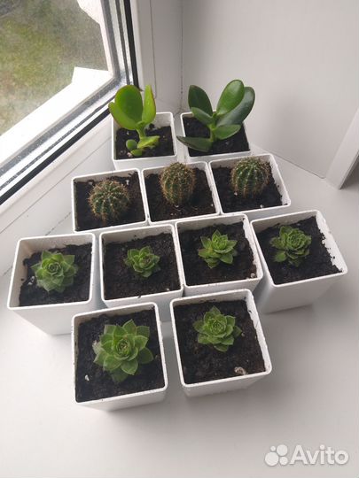 Неприхотливые домашние цветы