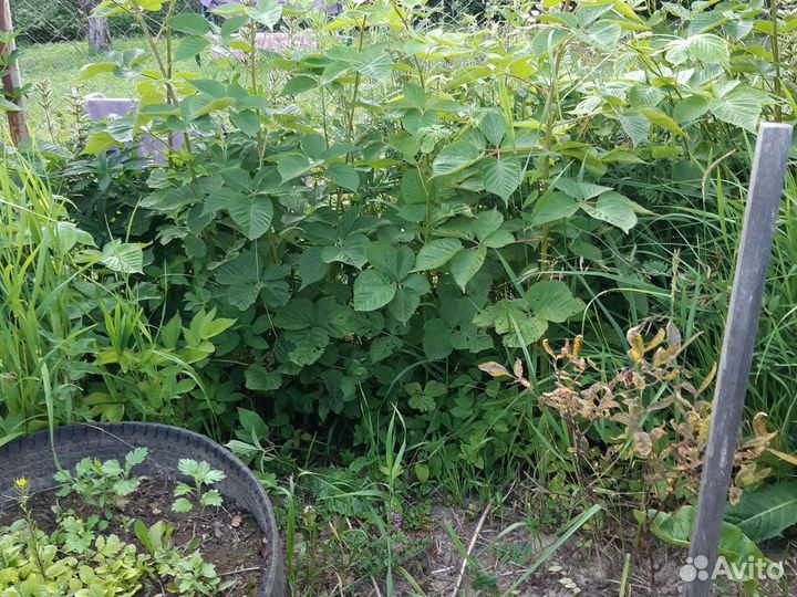 Саженцы ежевики