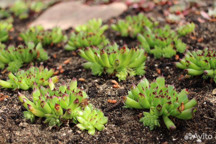 Молодило -каменная роза трубчатое №4