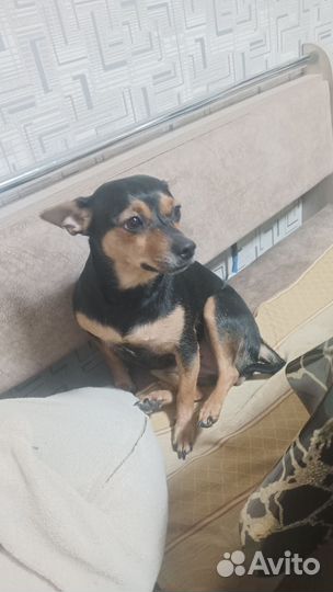 Собачку девочку на случку