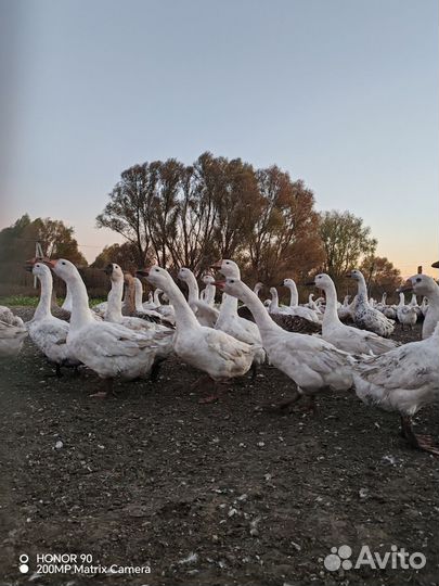 Гуси на племя и на мясо