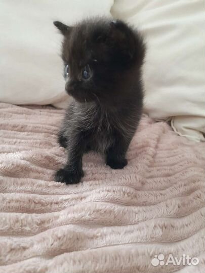 Котята (мальчик и девочка)